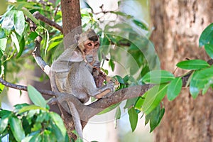 Monkey (Crab-eating macaque) eating fruit on tree