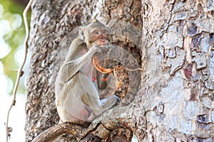 Monkey (Crab-eating macaque) eating fruit on tree