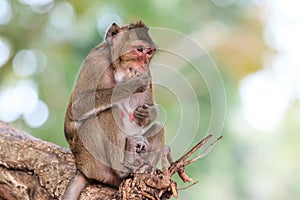 Monkey (Crab-eating macaque) eating fruit on tree