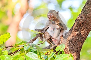 Monkey (Crab-eating macaque) eating leaves on tree