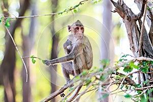 Monkey (Crab-eating macaque) eating leaves on tree