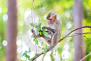 Monkey (Crab-eating macaque) eating leaves on tree