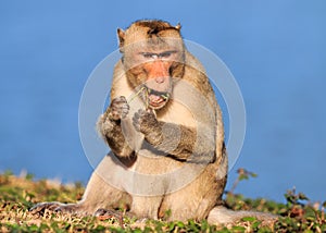 Monkey (Crab-eating macaque) eating sapling of plants