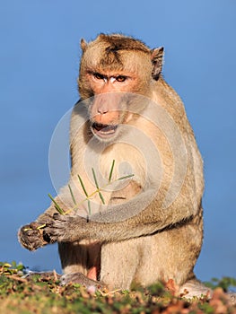 Monkey (Crab-eating macaque) eating sapling of plants