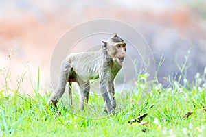 Monkey (Crab-eating macaque) on green grass