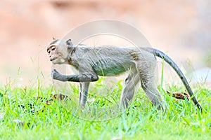 Monkey (Crab-eating macaque) on green grass