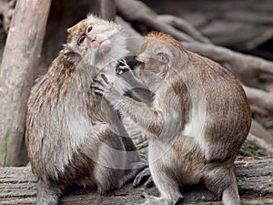 A monkey (crab eating macaque) grooming.