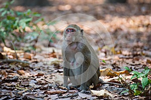 Monkey (Crab-eating macaque) in Thailand