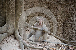 Monkey (Crab-eating macaque) in Thailand