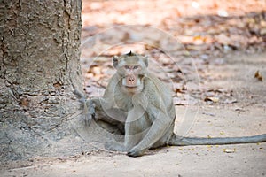 Monkey (Crab-eating macaque) in Thailand