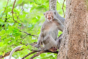 Monkey (Crab-eating macaque) on tree