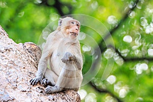 Monkey (Crab-eating macaque) on tree