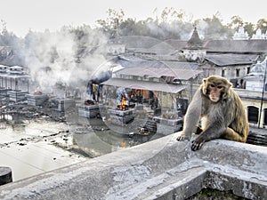 Monkey at cremation ghats photo