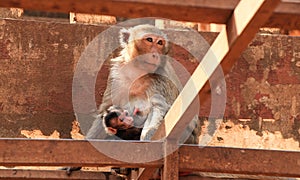 A monkey with a cub sits on wooden crossbeams