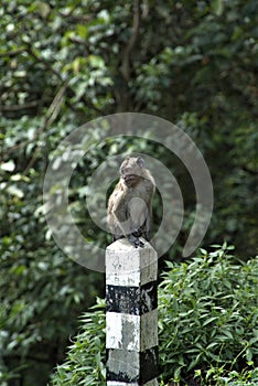 A monkey cub is sitting alone on the road divider