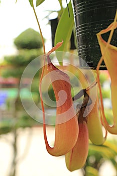 Monkey cups or Tropical pitcher plants or Sarracenia carnivorous plant Nepenthes gracilis Korth. which is a fly or insect trap