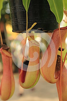 Monkey cups or Tropical pitcher plants or Sarracenia carnivorous plant Nepenthes gracilis Korth. which is a fly or insect trap