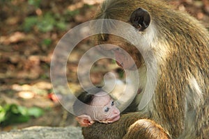 Monkey with cute kid - Mothers Love