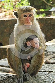 Monkey with cute kid - Mothers Love