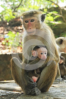 Monkey with cute kid - Mothers Love