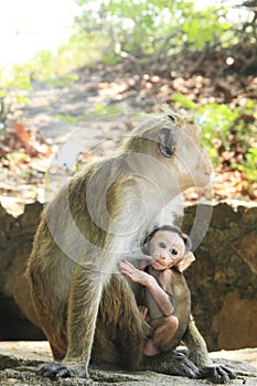 Monkey with cute kid - Mothers Love