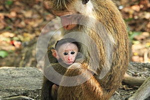 Monkey with cute kids - Mothers Love