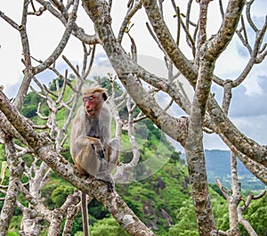 Monkey in Dambulla Golden Temple, Sri Lanka