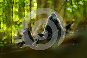 Monkey in dark forest. Celebes crested Macaque, Macaca nigra, sitting in the nature habitat, wildlife from Asia, nature of