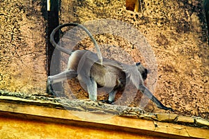 Monkey deftly sneaks through the narrow eaves of a tall house