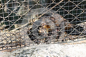 Monkey detain photo