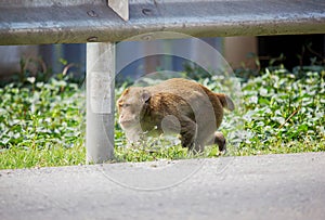 Monkey disabilities walking on side road