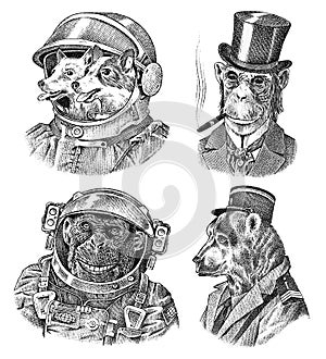 Monkey and Dogs astronaut, Bear in military style. Chimpanzee Spaceman dressed in Suit. Fashion Animal character. Hand