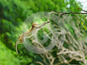 The monkey is doing a flying pose, jumping on a branch. It`s about to fall from the tree at Khao Ngu Stone Park, Ratchaburi,