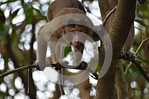 Monkey Doing Survey from Tree