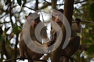 Monkey Doing Survey from Tree