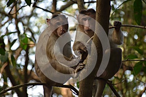 Monkey Doing Survey from Tree