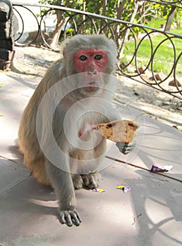 Monkey don't like that someone be on the way it