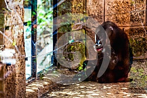 Monkey dril in zoo cell
