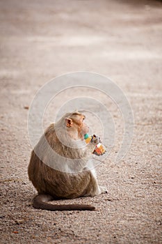 Monkey drinking a bottle of juice
