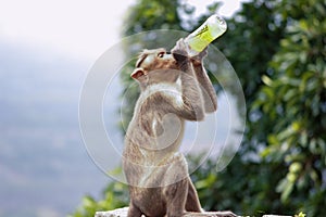 Monkey drinking from the bottle