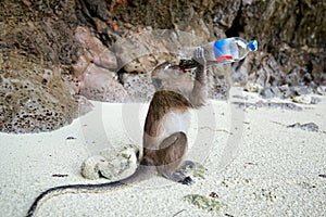 Monkey drinking drink in Monkey Beach, Phi Phi Islands, Thailand