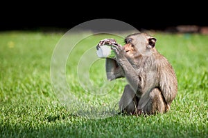 Monkey drinking milk in the park