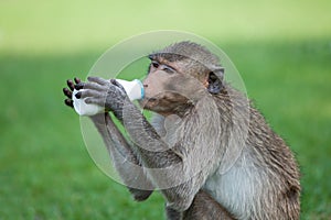 Monkey drinking milk in the park