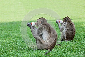 Monkey drinking milk in the park