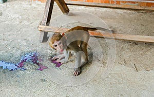 Monkey drinking red nectar.