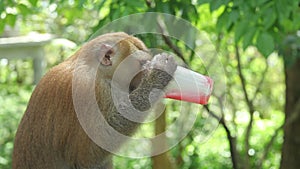 Monkey drinking red nectar from a plastic cup