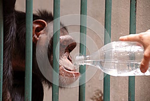 Monkey drinking water