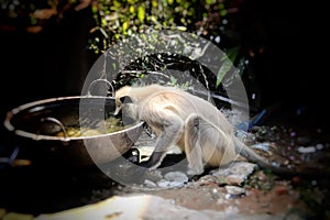 Monkey drinking water in the small cisten.