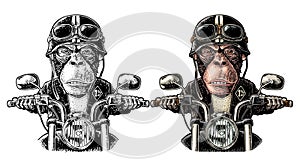 Monkey driving a motorcycle rides. Vector vintage engraving