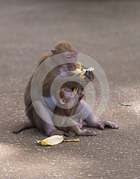 Monkey eat banana